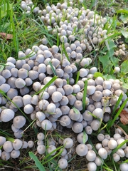 Coprinellus disseminatus
