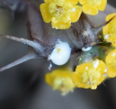 Euphorbia schinzii