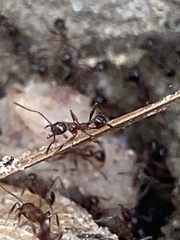 Pheidole obscurithorax