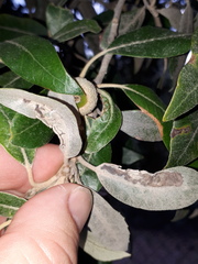 Phyllonorycter suberifoliella