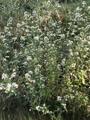 Symphyotrichum ontarionis