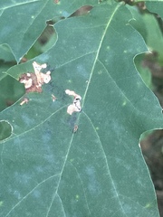 Stigmella quercipulchella