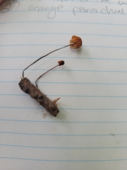 Marasmius siccus