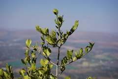 Psydrax obovata elliptica