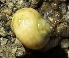 Nucella lapillus