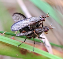 Coremacera marginata