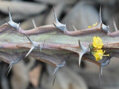 Euphorbia schinzii