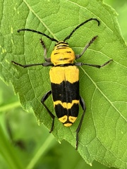 Megacyllene decora