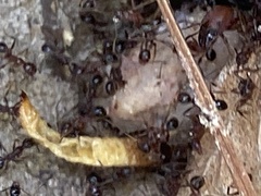 Pheidole obscurithorax