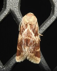 Schinia lynx