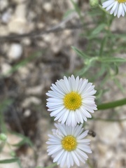 Erigeron modestus