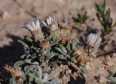 Townsendia gypsophila
