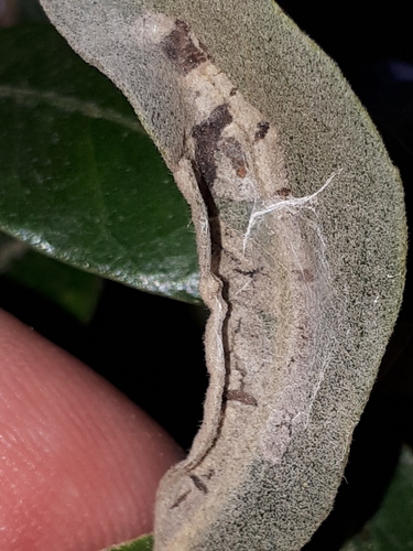 Phyllonorycter suberifoliella thumbnail