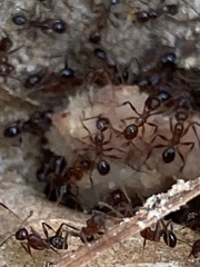 Pheidole obscurithorax
