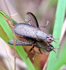 Coremacera marginata