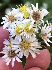 Symphyotrichum ontarionis