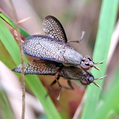 Coremacera marginata