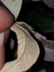 Phyllonorycter suberifoliella