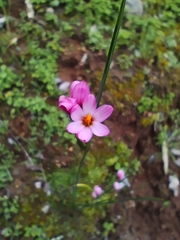 Olsynium scirpoideum