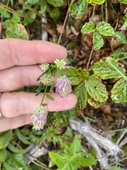 Polygala sanguinea