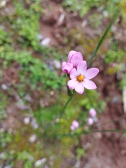 Olsynium scirpoideum