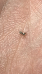 Salticus scenicus