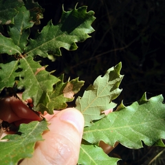 Quercus pubescens