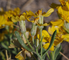 Psilostrophe tagetina