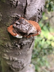 Phellinus pomaceus