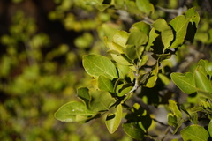 Psydrax obovata elliptica