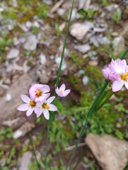 Olsynium scirpoideum