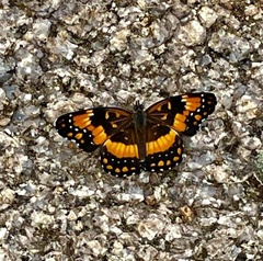 Chlosyne californica