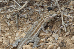 Uta stansburiana elegans