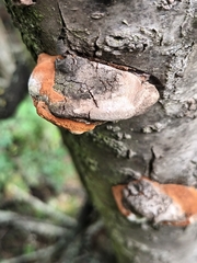 Phellinus pomaceus