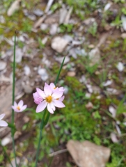 Olsynium scirpoideum