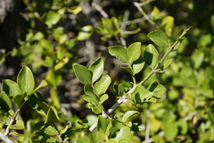 Psydrax obovata elliptica