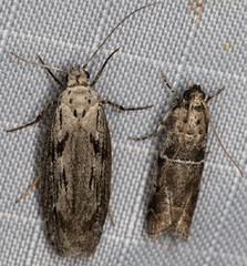 Ethmia discostrigella