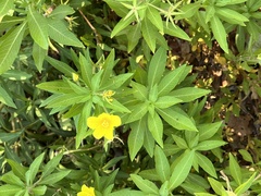 Ludwigia hexapetala