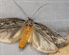 Ethmia discostrigella