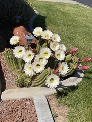 Trichocereus