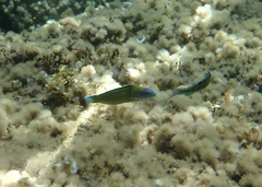 Thalassoma pavo