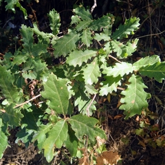 Quercus pubescens