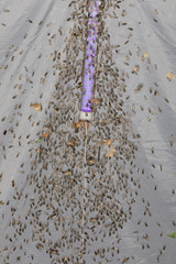 Ethmia discostrigella