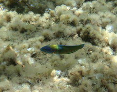 Thalassoma pavo