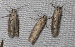 Ethmia discostrigella