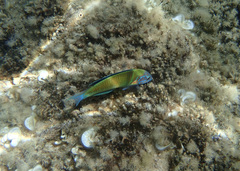 Thalassoma pavo