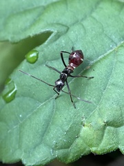 Alydus