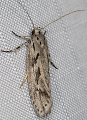 Ethmia semitenebrella