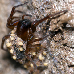 Amaurobius