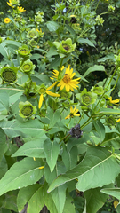 Silphium perfoliatum